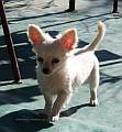 Chihuahua longhair Hall Novopack klenot