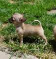 Chihuahua U Novopack klenot