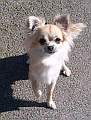 Chihuahua longhair Cati Novopack klenot