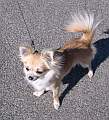 Chihuahua longhair Cati Novopack klenot