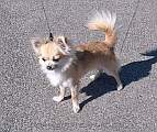 Chihuahua longhair Cati Novopack klenot