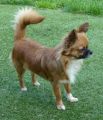 Sasi Domc tst - Chihuahua longhair