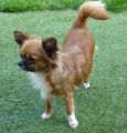 Chihuahua longhair Sasi Domc tst