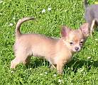 Chihuahua longhair Dela Novopack klenot