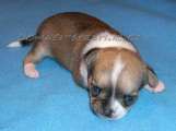 Chihuahua shortcoat Alned Novopack klenot