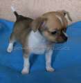 Chihuahua shortcoat Alned Novopack klenot