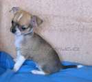 Chihuahua shortcoat Alned Novopack klenot