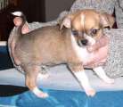 Chihuahua shortcoat Alned Novopack klenot