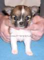 Chihuahua longhair Axino Novopack klenot