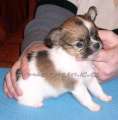 Chihuahua longhair Axino Novopack klenot