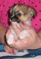 Chihuahua longhair Axino Novopack klenot