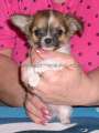 Chihuahua longhair Axino Novopack klenot