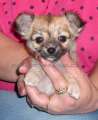 Chihuahua longhair Cati Novopack klenot