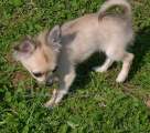 Chihuahua longhair Cati Novopack klenot