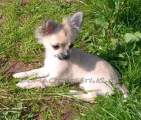 Chihuahua longhair Cati Novopack klenot