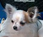 Chihuahua longhair Suvaj Kilov oko