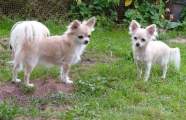 Chihuahua longhair Dejna Kilov oko and Haidy Novopack klenot