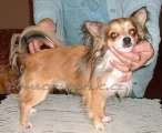 Chihuahua longhair Flip Domc tst